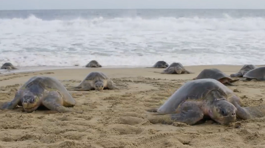 Imagem de uma tartaruga marinha a nidificar na praia.