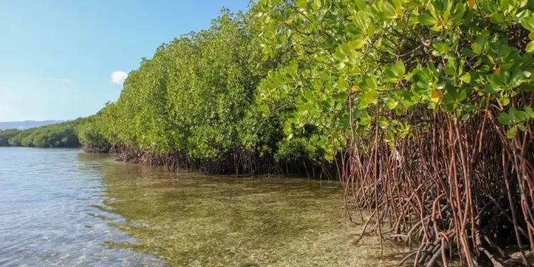 Imagem do ecossistema de mangal em Moçambique.