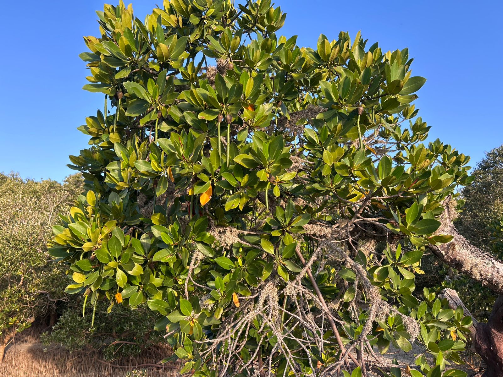 Vista da Ilha de Inhaca