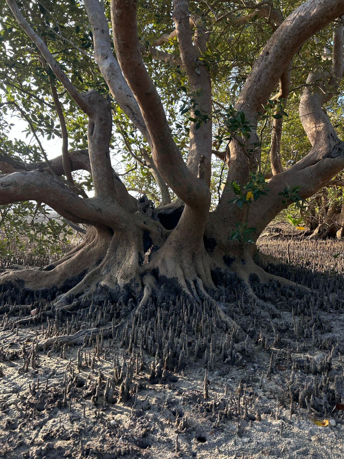 Vida Subaquática em Inhaca