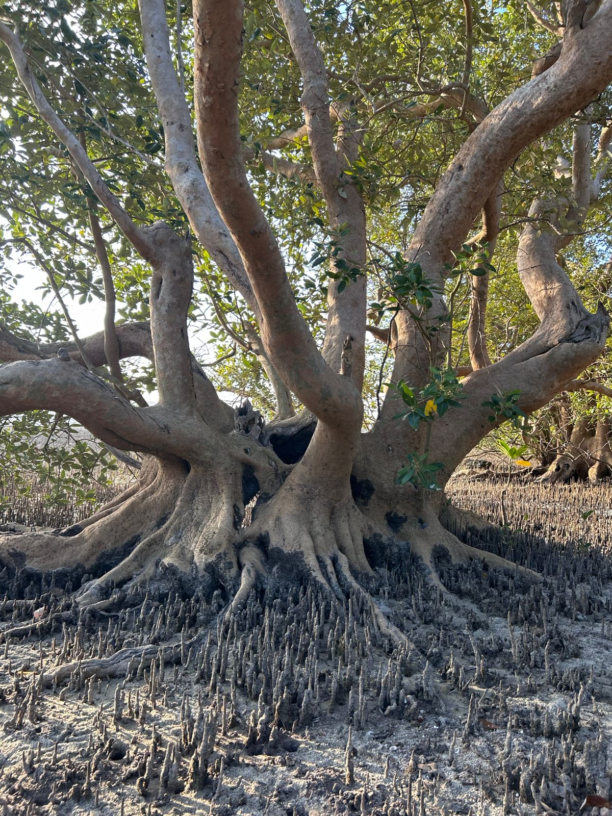 Fauna Marinha em Recifes