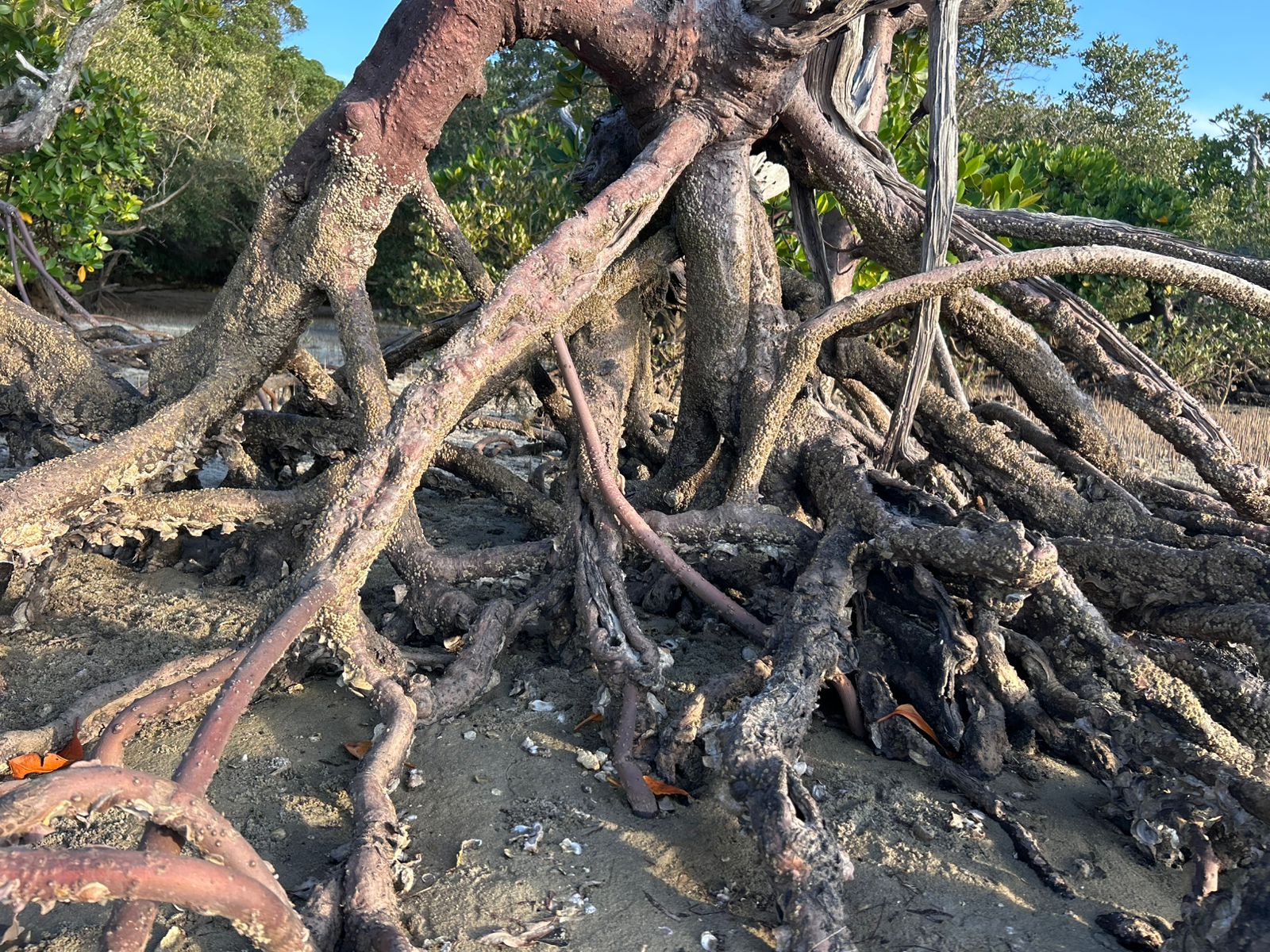 Vida no Fundo do Mar